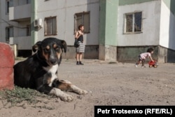 Дүкеннің есігі алдында жатқан бұралқы ит. Алматы облысы Үлкен ауылы. 22 тамыз, 2023 жыл.