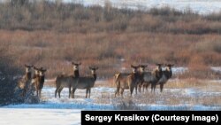 Один из снимков Сергея