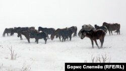 Табун диких лошадей на обратном пути почтальона Хромова из деревни Чинонги в посёлок Качуг