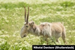 Киіктің еркегінде ғана мүйіз болады. Ресей.