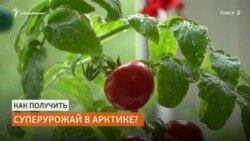 Сибирские ученые придумали, как выращивать овощи в Арктике