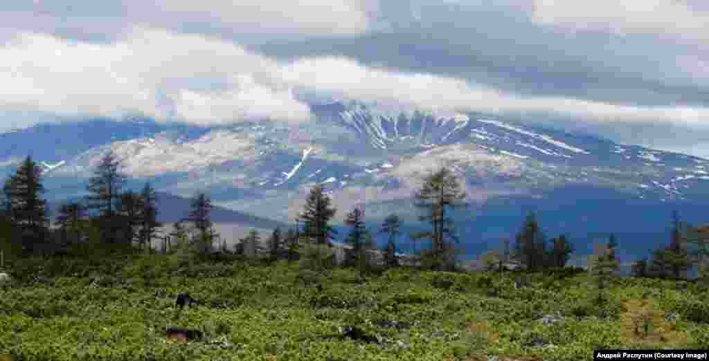 Wildlife Photos Siberia