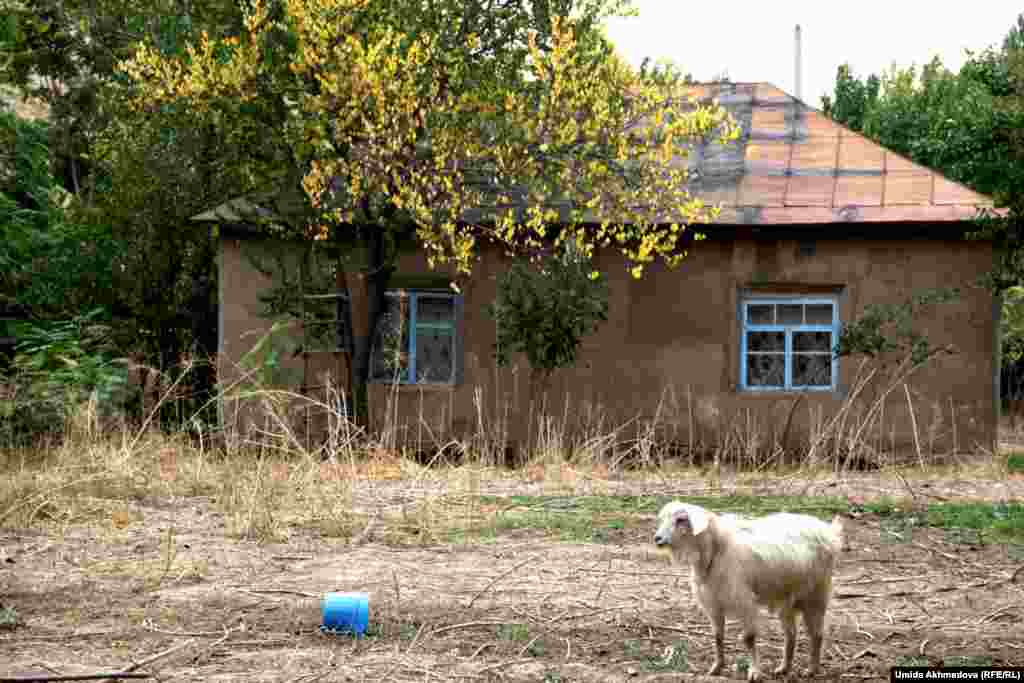 Жамбайдағы күздің бір бейнесі.