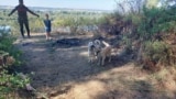 Видео про собак в Сибири 