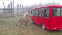 Китайские туроператоры в парке львов «Тайган» (видео)